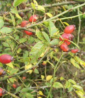 Rosa Canina / Eglantier