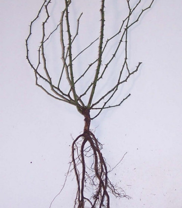 Rosa Canina / Eglantier