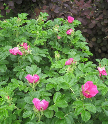 Rosa Canina / Eglantier
