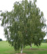 Betula Papyrifera / Bouleau à Canots, à papier