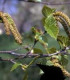 Betula Papyrifera / Bouleau à Canots, à papier