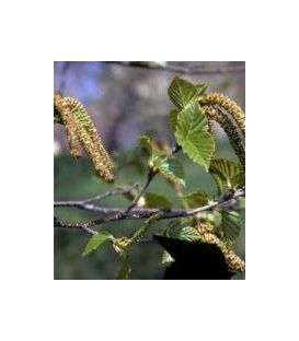 Betula Papyrifera / Bouleau à Canots, à papier