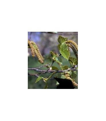 Betula Papyrifera / Bouleau à Canots, à papier