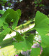 Ginkgo Biloba / Arbre Aux 40 Ecus