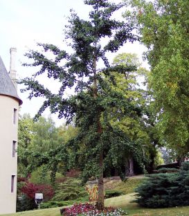 Ginkgo Biloba / Arbre Aux 40 Ecus