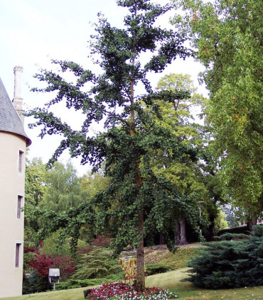 Ginkgo Biloba / Arbre Aux 40 Ecus