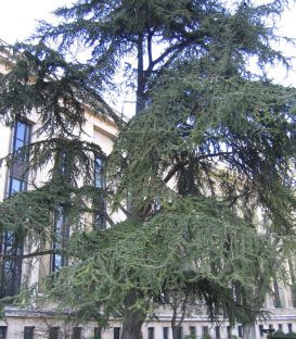 Cedrus Atlantica / Cèdre de L'Atlas