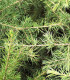 Cedrus Atlantica / Cèdre de L'Atlas