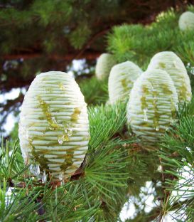 Cedrus Deodara / Cèdre de L'Himalaya