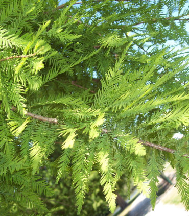 Taxodium Distichum / Cyprès Chauve