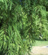 Taxodium Distichum / Cyprès Chauve