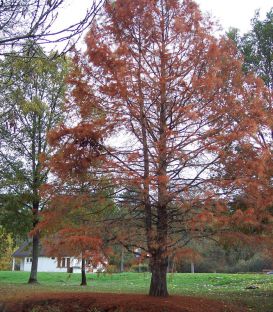 Taxodium Distichum / Cyprès Chauve