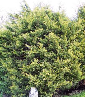 Cupressocyparis Ley. Castlewellan / Cyprès de Leyland Dore