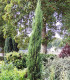 Cupressus Sempervirens Stricta / Cyprès de Provence Stricta