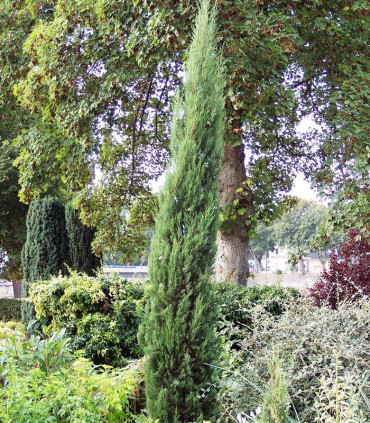 Cupressus Sempervirens Stricta / Cyprès de Provence Stricta
