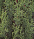 Cupressus Sempervirens Stricta / Cyprès de Provence Stricta