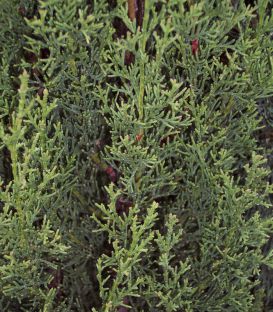 Cupressus Sempervirens Stricta / Cyprès de Provence Stricta