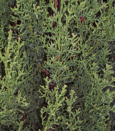 Cupressus Sempervirens Stricta / Cyprès de Provence Stricta