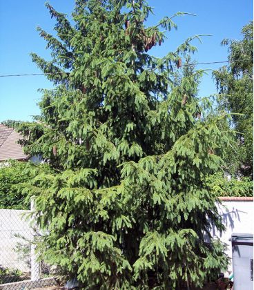 Picea Abies / Epicea Commun
