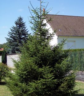 Picea Abies / Epicea Commun