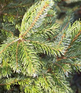 Picea Omorika / Epicea de Serbie