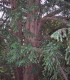 Taxus Baccata / If Commun