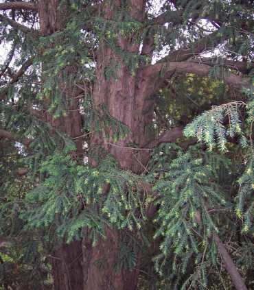 Taxus Baccata / If Commun