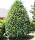 Taxus Baccata / If Commun