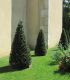 Taxus Baccata / If Commun