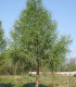 Larix Decidua / Meleze D'Europe