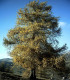 Larix Decidua / Meleze D'Europe