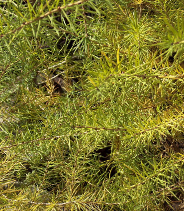 Larix Decidua / Meleze D'Europe