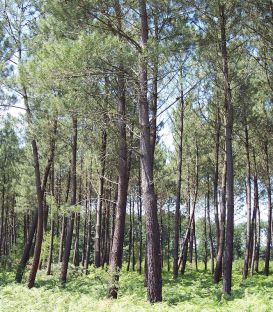 Pinus Pinaster / Pin Maritime