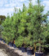Pinus Pinaster / Pin Maritime