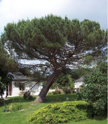 Pinus Pinea / Pin Parasol