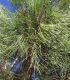 Pinus Pinea / Pin Parasol