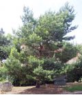 Pinus Sylvestris / Pin Sylvestre