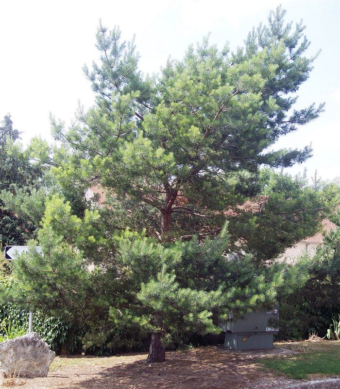 30 Graines De Pin Sylvestre (Pinus Sylvestris) - Pour Reboisement, Jardin, Bonsaï - Résistant Au Froid