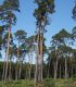 Pinus Sylvestris / Pin Sylvestre