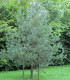 Pinus Sylvestris / Pin Sylvestre