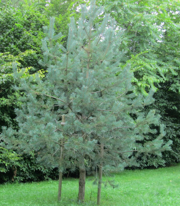 Pinus Sylvestris / Pin Sylvestre
