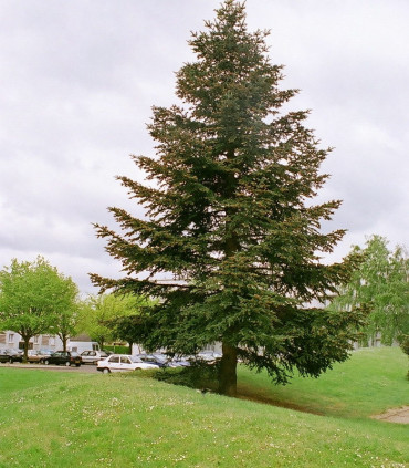 Abies Nordmanniana / Sapin de Nordmann