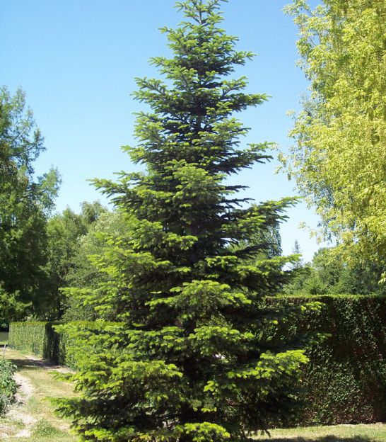 Producteur de conifères - Pépinières Bauchery