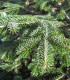 Abies Nordmanniana / Sapin de Nordmann