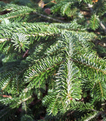 Abies Nordmanniana / Sapin de Nordmann