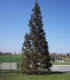 Sequoiadendron Giganteum / Sequoia Geant