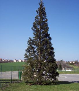 Sequoiadendron Giganteum / Sequoia Geant
