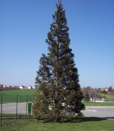Sequoiadendron Giganteum / Sequoia Geant