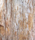 Sequoiadendron Giganteum / Sequoia Geant