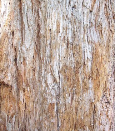 Sequoiadendron Giganteum / Sequoia Geant